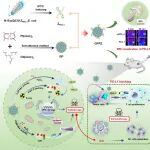 ACS Nano：工程化磁共振纳米探针用于可视化肿瘤程序性细胞死亡配体1水平和增强放射免疫协同治疗