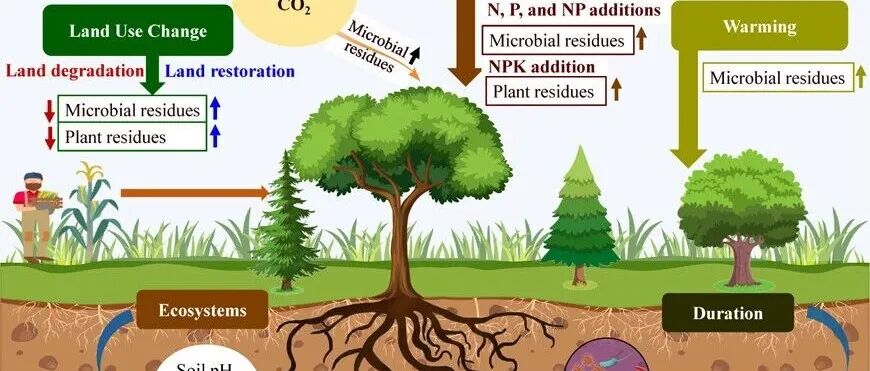 全球尺度Meta分析丨ENVIRON SCI TECHNOL：全球变化重塑土壤中微生物残留物与植物木质素成分