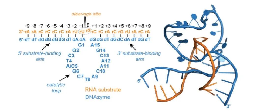 文献速递 | 通过编程碱基堆积相互作用以最小分子结构变化实现DNA计算功能切换