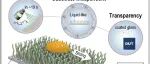 大连理工大学张磊课题组：儿茶酚共轭柔性大分子-类液体表面通用快速制备