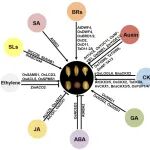 中科院遗传发育所李云海团队综述作物种子大小调控的激素“攻略”与精准育种前景