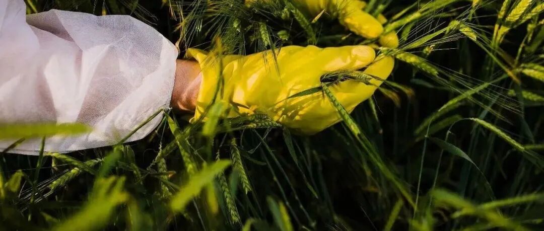 不可思议！多名农学、生物学等专业人员涉案！间谍在我国搜集农作物亲本种子基因数据