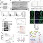 Adv Sci | 浙江大学赵永超/熊秀芳/崔丹蕊发现CRL5和APC/C E3连接酶之间的串扰调节癌细胞的转移和化学敏感性