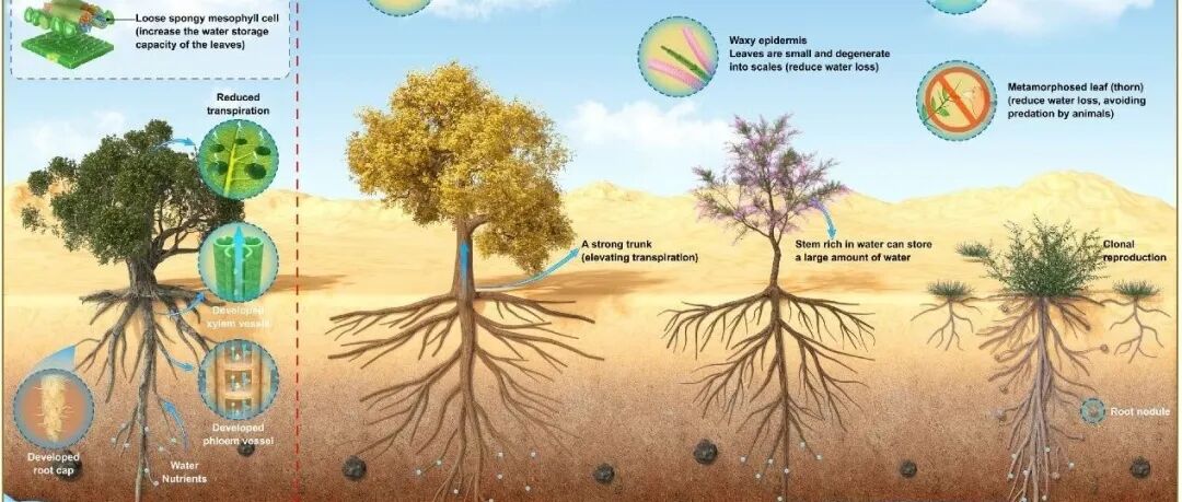 新疆生地所曾凡江研究员团队《Trends in Plant Science》最新综述文章！