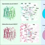 Structure | 北京大学张哲课题组揭示囊泡乙酰胆碱转运蛋白VAChT的药物抑制机制