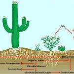 新疆生地所在Biological Reviews发文：重新审视荒漠生态系统角色，赋能全球气候治理
