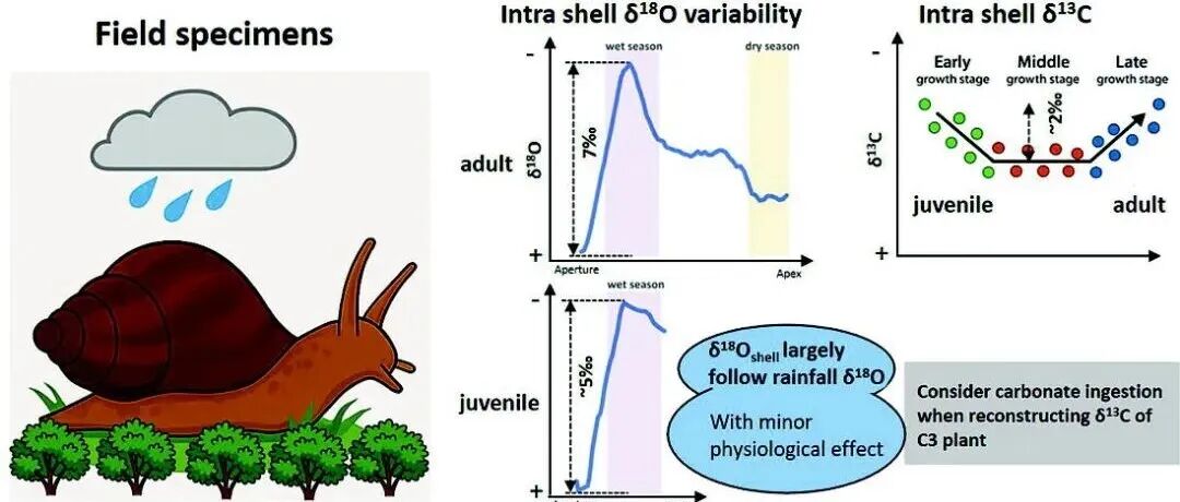 Geosci. Front. | 陆生蜗牛壳体稳定同位素作为季节气候变化的代用指标：来自室内培养与野外样品的个体发育证据
