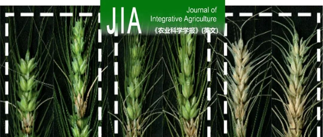 JIA | 偃麦草（Elymus repens）7StL染色体抗赤霉病基因的鉴定与利用