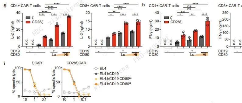 东京医科大学揭示CD28双信号协同增强CAR-T活性的作用机制