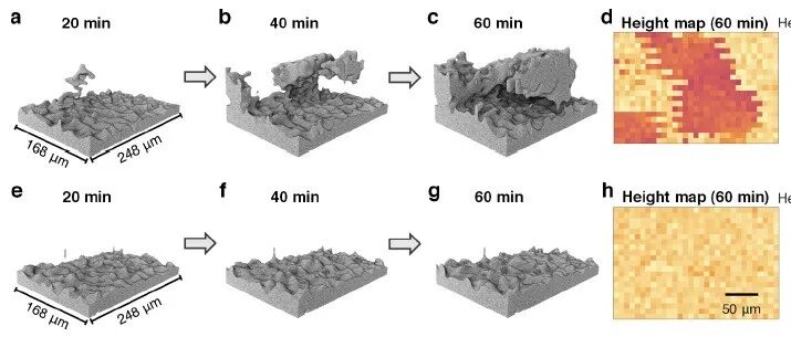 上海交通大学薄首行团队JACS：揭秘锂枝晶生长规律！