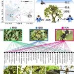 武汉植物园陈思翀研究员团队最新成果！城市钢铁森林中的生命绿岛：大型古树是城市鸟类的重要庇护所