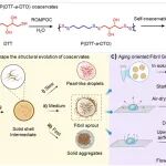 浙江大学周泉/上海交大王寅 Macromolecules：凝聚体老化行为研究及其在复杂组装体构筑中的潜在应用