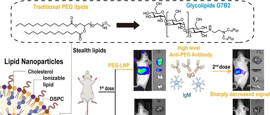 【JACS】糖脂在脂质纳米颗粒中替代 PEG 脂质进行 mRNA 递送