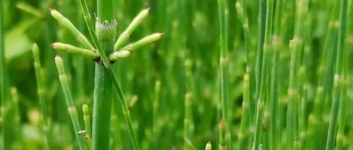 PNAS：地球上最极端的氧同位素分馏