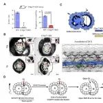 PLOS Biol | 中科院生物物理所孙飞研究组与合作者共同揭示纤毛/鞭毛轴丝外周二联体微管A-B管连接的机制