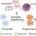 JACS：糖萼仿生杂化纳米粒子可协同编程巨噬细胞以用于过继性细胞疗法