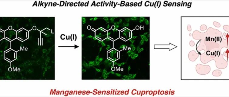 JACS ¦ 基于炔烃导向裂解的活性传感方法用于Cu(I)检测并揭示锰促进的铜死亡敏感化