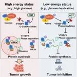 Cell Reports | 武汉大学张金方/易宗毕发现能量状态调控YTHDF1的相分离与肿瘤发生