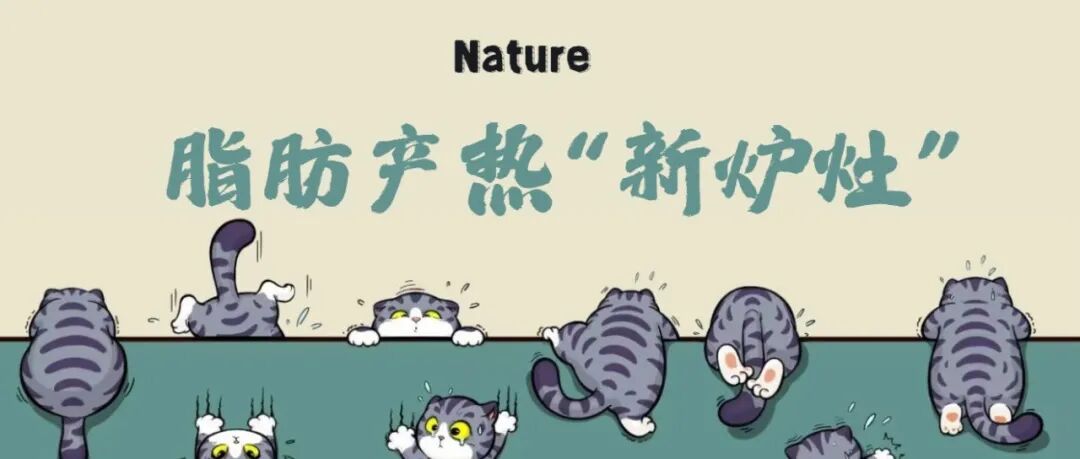 Nature：脂肪产热“新炉灶”