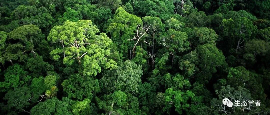 福建农林大学黄志群研究团队《Ecology Letters》最新研究成果，发现树种竞争增加叶际微生物多样性