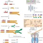 Advanced Genetics｜纳米孔直接RNA测序用于RNA修饰检测：信号到位点的解析流程