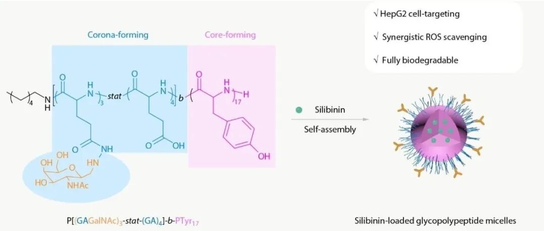 兼具靶向与抗氧化，新型药物递送载体为肝脏疾病治疗提供新思路!