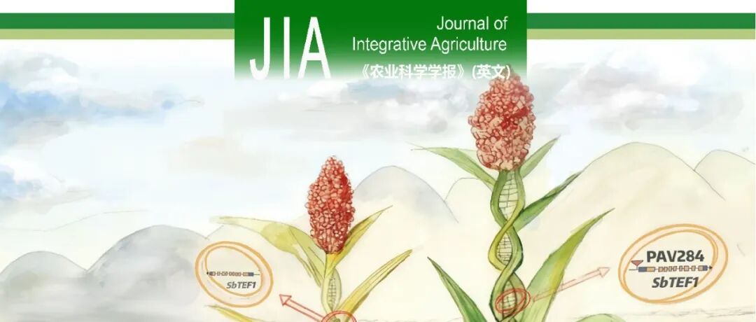 JIA封面文章 | 沈阳农业大学杂粮和薯类特色作物研创中心：SbTEF1基因自然变异调控高粱苗期耐盐性