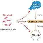 贵州大学何腾霞团队BT：铜对耐冷菌株Pseudomonas sp. NY1异养硝化-好氧反硝化增强机制：来自基因组和转录组的见解