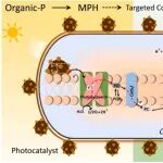 石河子大学范建华、安雄芳课题组WR：自组装微藻-光敏生物杂化体实现太阳能驱动马拉硫磷定向转化磷酸盐