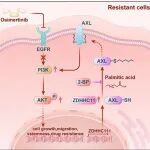 PNAS | 南京中医药大学曹鹏团队发现ZDHHC11介导的AXL棕榈酰化促进非小细胞肺癌的奥西替尼耐药