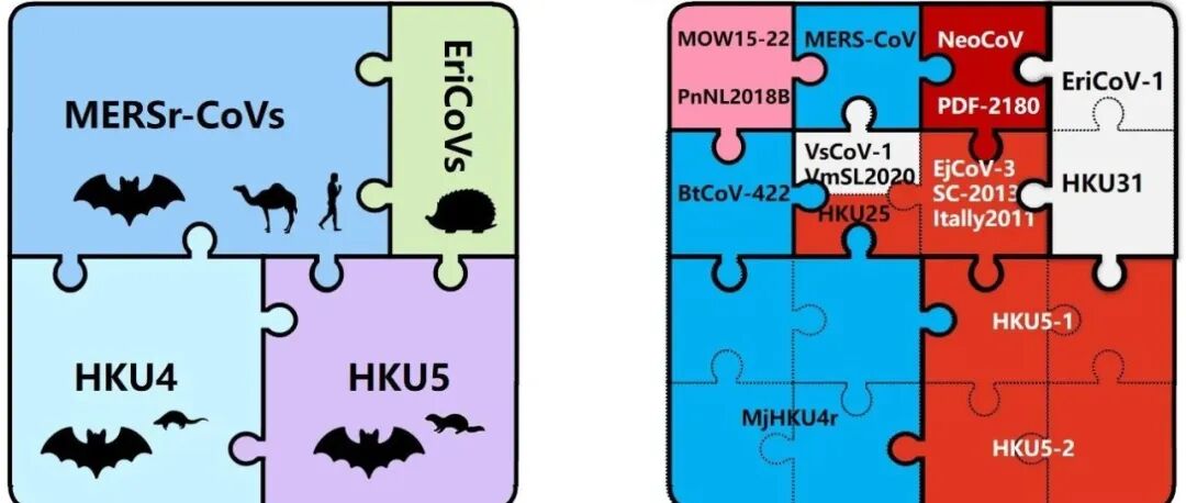 Nat Microbiol | 武汉大学严欢团队等揭示HKU25相关MERS簇冠状病毒的受体使用