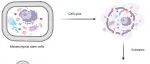 Journal of Xenobiotics：基于仿生纳米系统的纳米医学——间充质干细胞膜包覆生物工程纳米载体研究