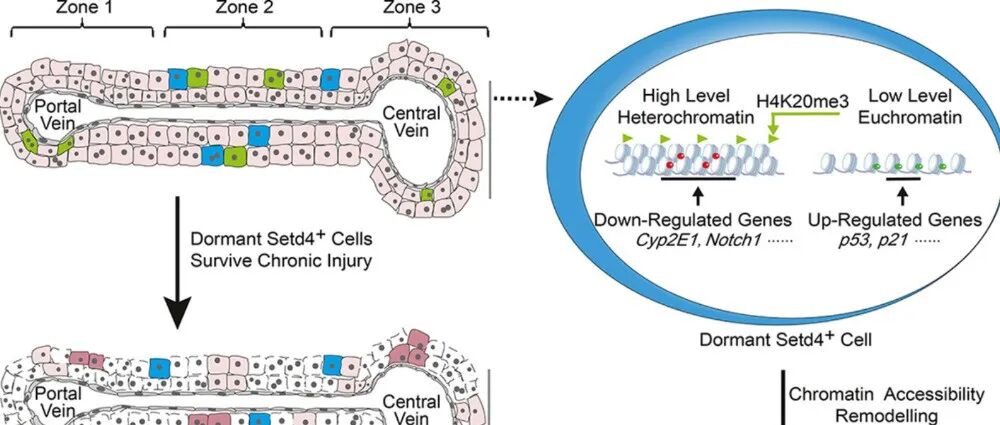 J Hepatol | 浙江大学杨卫军团队发现在表达setd4的细胞促进慢性肝损伤的再生恢复