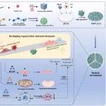 Biomaterials | 四川大学郭高阳团队发现促进糖尿病心脏瓣膜再生的潜在新策略