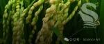 PNAS | 水稻中的两个基因---单个缺失都会让水稻更感病，双缺失却让水稻更抗病