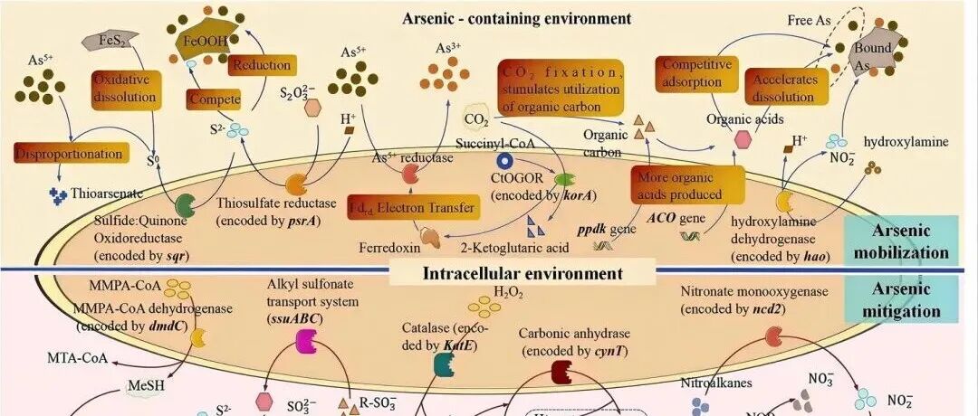 Geosci. Front. | 地下水砷富集的微生物调控机制：C-N-S代谢关键物种与基因协同