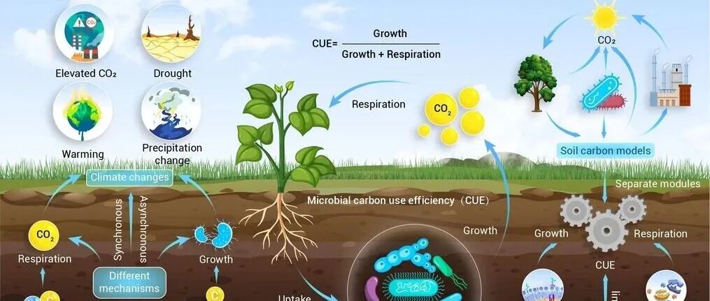 展望文章丨INNOV GEOSCI：深入探究土壤中微生物碳利用效率：从微生物生长与呼吸的角度出发