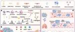 Biomaterials | 徐州医科大学高丰雷/刘钊等设计新型的纳米颗粒诱饵触发细胞死亡-免疫-转移抑制有效治疗肿瘤