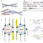 Autophagy | 香港理工大学赵燕湘团队揭示NRBF2促进自噬的分子机理