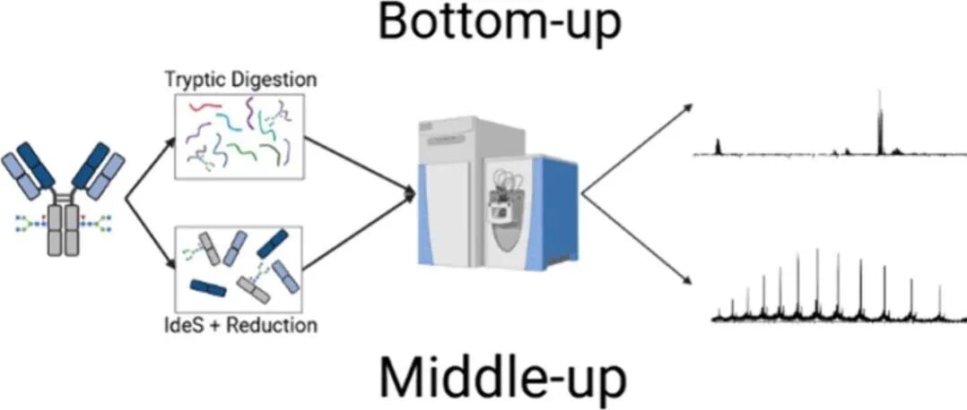 J. Am. Soc. Mass |通过middle-up和bottom-up方法解析HIV-1广谱中和抗体的蛋白质形态