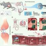 德州学院顾相伶团队 ACS AMI 综述：各向异性生物医用水凝胶最新研究进展