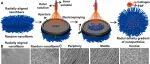 Biomaterials | 北京化工大学薛佳佳/卢咏来设计新型的纳米纤维支架以定向引导细胞迁移并加速伤口愈合