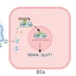PNAS | 海军军医大学宋洪元/邹文斌等合作发现由组蛋白乳酸化驱动的单核细胞源性外泌体骨膜蛋白有助于视网膜新生血管的形成
