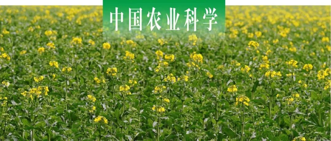 中国农业科学｜华中农业大学鲁剑巍课题组探析施氮对不同轮作模式下油菜和小麦根际土壤中有机氮矿化功能基因的影响
