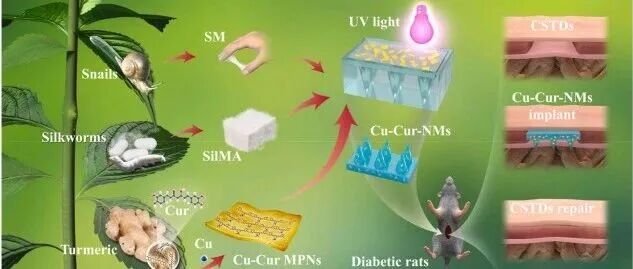 《Materials Today Bio》：如何用天然微针+Cu-姜黄素网络，酸性响应放药并重塑微环境以修复慢性软组织缺损？