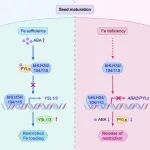 PNAS｜西北农林科技大学郑远教授团队揭示植物激素ABA新功能：精准调控种子铁含量，为营养强化作物提供新思路