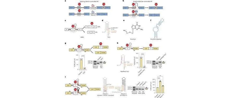 文献分享| Nature Methods：一种便携式毒物外显子，用于小分子对哺乳动物基因表达的调控