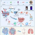 ACS Nano：时空可控的纳米胶束可在三阴性乳腺癌中实现协同的光学治疗和免疫重编程