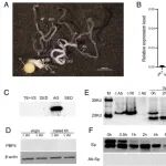 PNAS | 南京农业大学张进/董双林发现雄性来源的性PBP4通过调控精子运动力在蛾类精子竞争中发挥关键作用