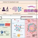 Cancer Res | 浙江大学陈健/伍品通过人工智能和多模态数据集成解读胃癌三级淋巴结构成熟度